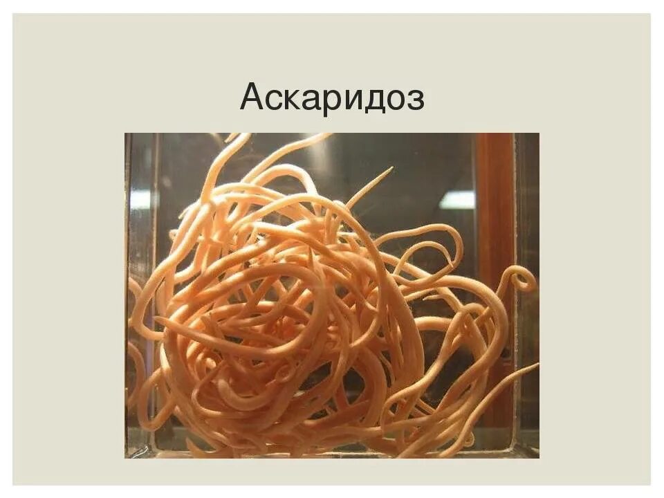 Человеческой аскаридой и человеком. Аскаридоз (аскаридоз) свиней. Геогельминтозы (аскаридоз).