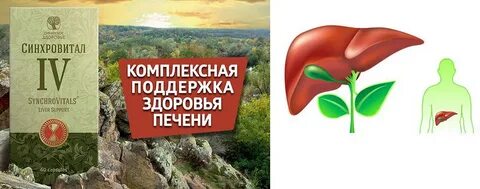 Синхровитал для печени инструкция по применению
