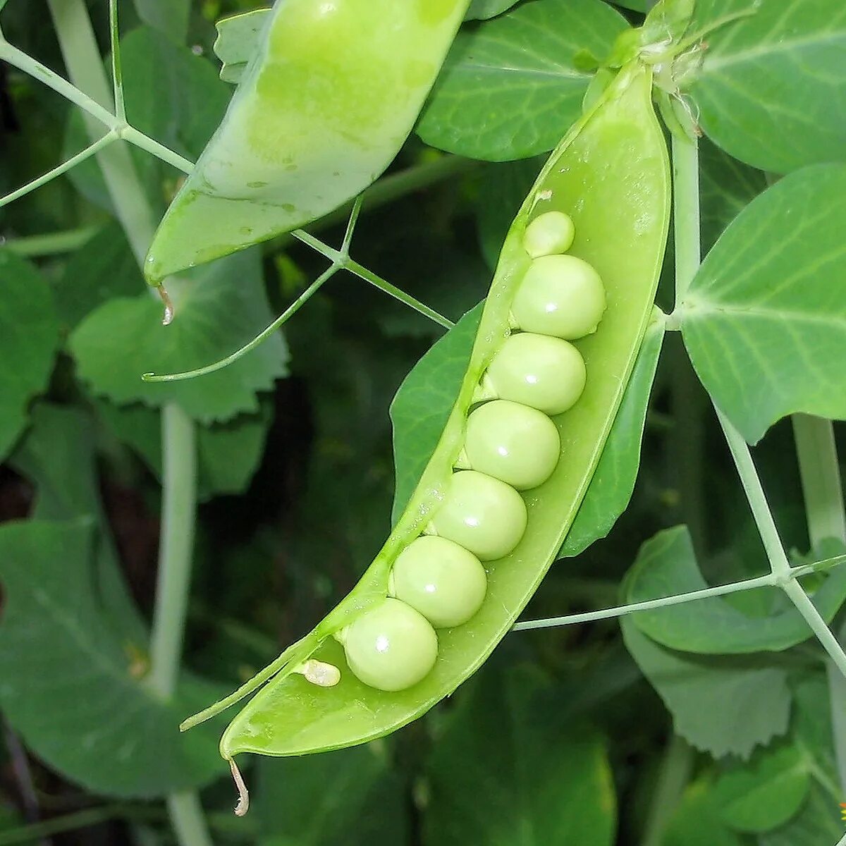 Плод гороха боб. Как выглядит растение горошек. Седек горох сахарный стручок. Биология pisum sativum (горох посевной). Как выглядит растение горошек.