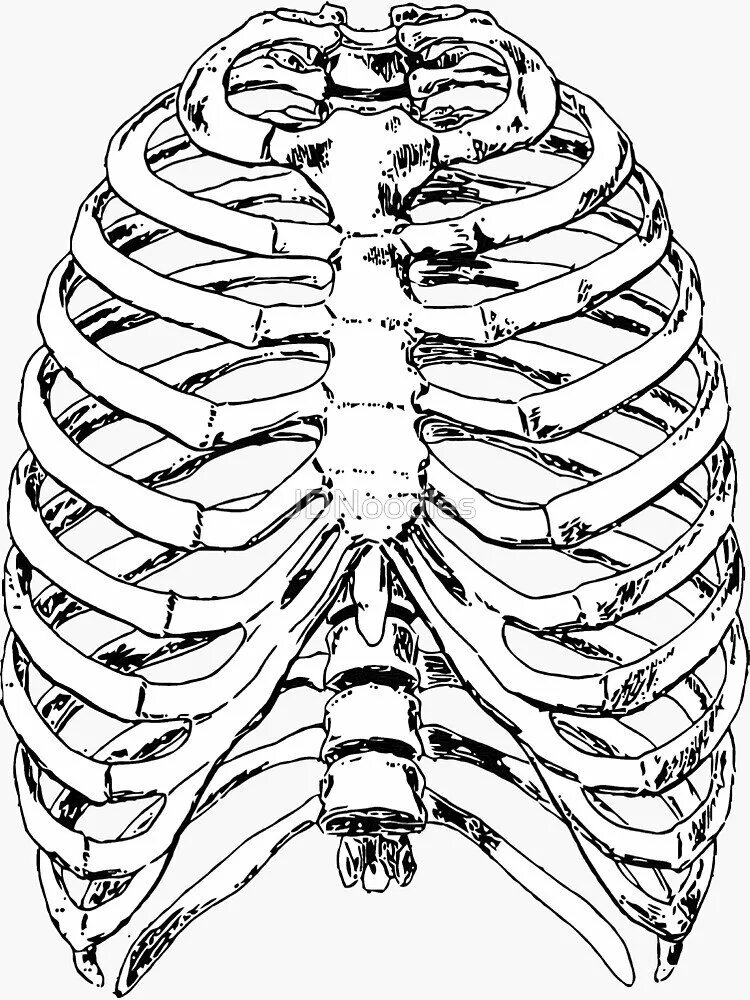 EXTREMITAS anterior ребра. Рёбра rokerveka. Скелет грудной клетки человека. Скелет человека ребра.