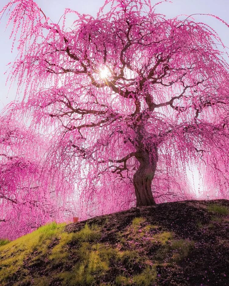 Сакура самая. Сакура плакучая. Розовое дерево Байя. Сакура Дикая вишня. Галицкий деревья Сакура.