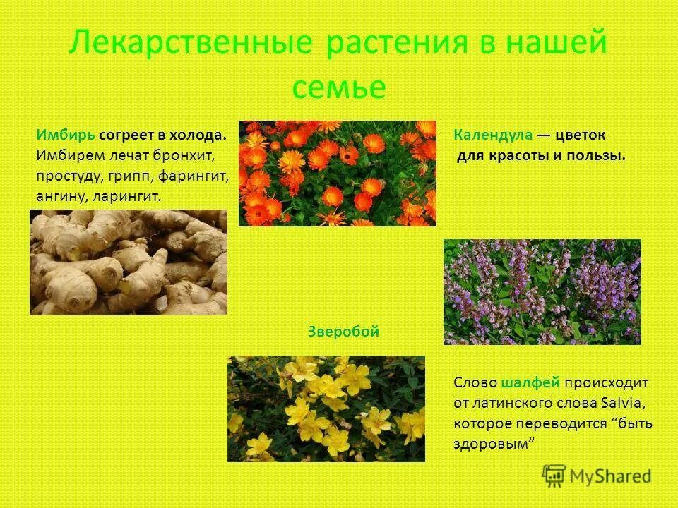 Лекарственные растения список и описание. Лекарственные растения. Лечебные растения. Полезные лекарственные растения. Лекартсвенныерастения.