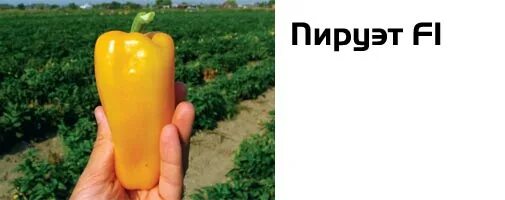Перец сладкий халапеньо. Перец риалто f1. Перец пируэт. Партнер перец клаудио f1. Перец сладкий эспартано f1.