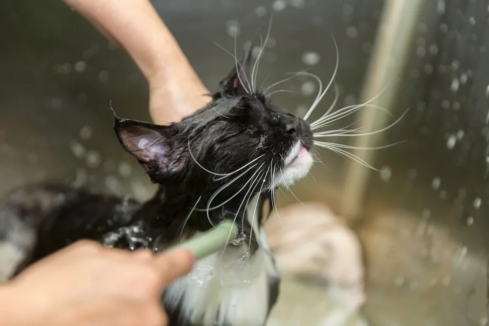 Мытый котик. Шампунь для кота. Мытая кошка. Кошку моют шампунем. Можно мыть кошек мылом