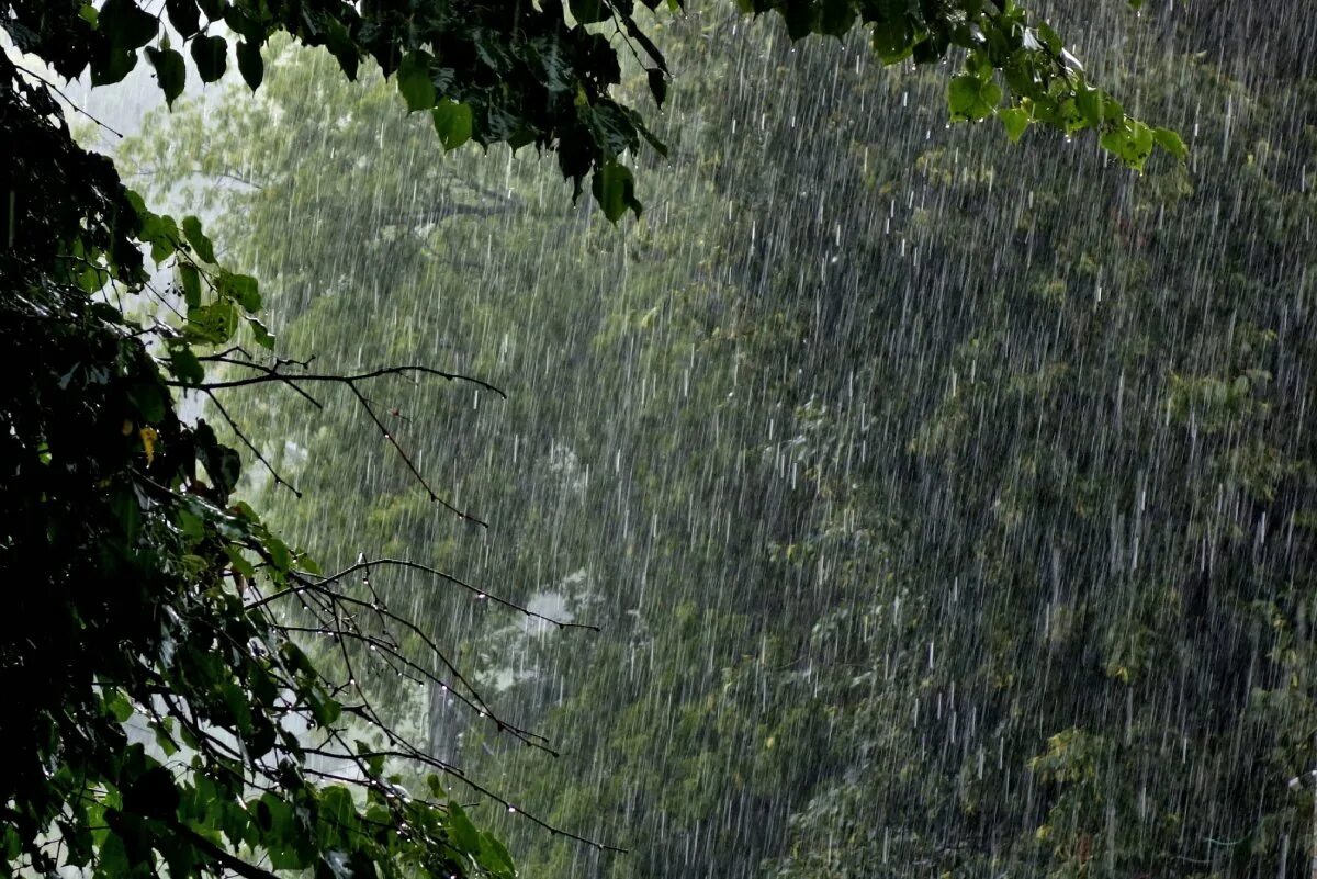Был сильный ливень. Ливень. Сильный дождь. Струи дождя. Дождливая природа.