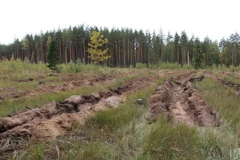 Полоса почвы