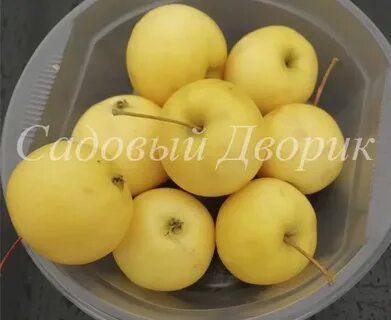 Яблоня наливное