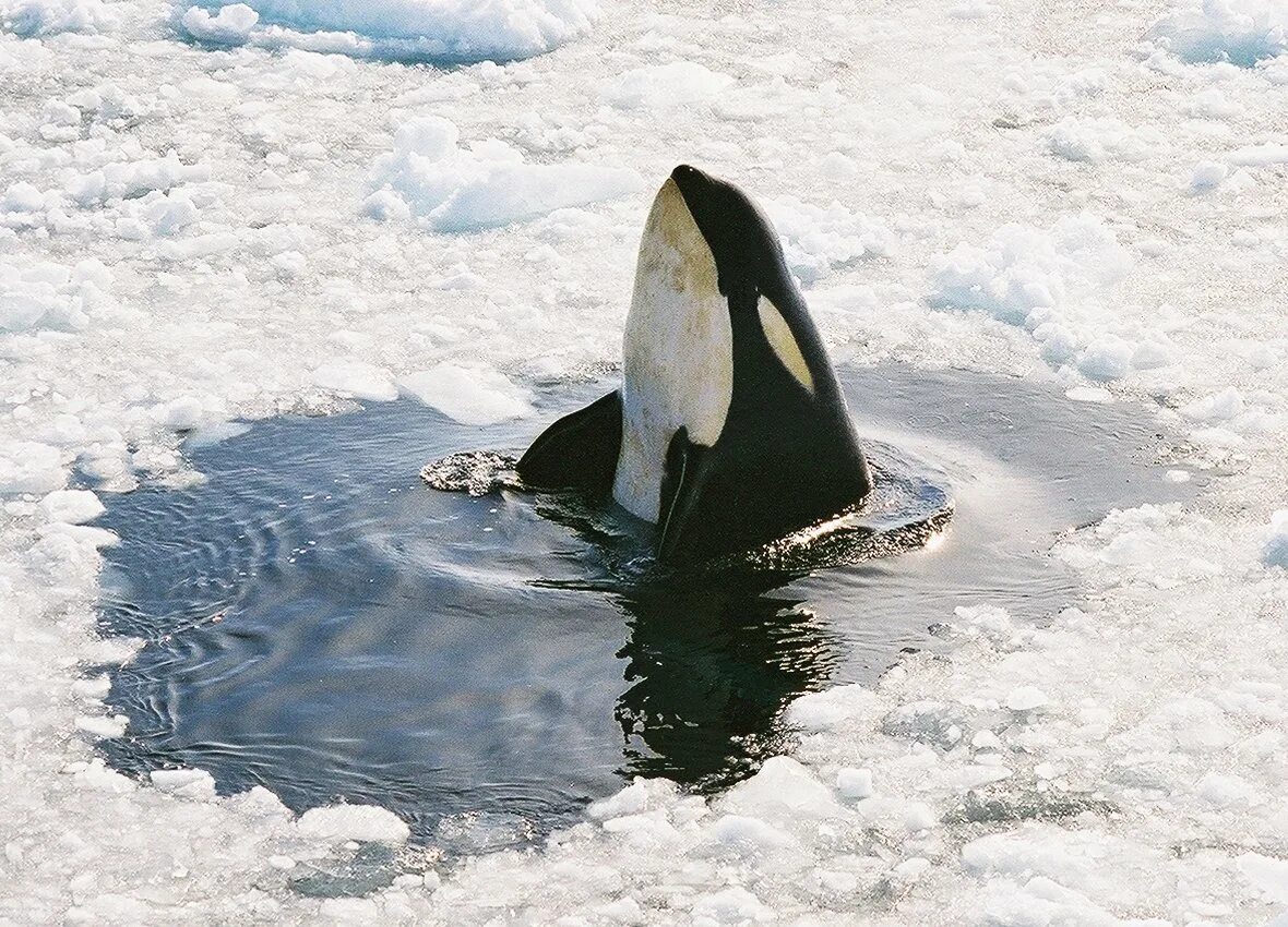 Пингвин касатка лодка. Антарктида кит Касатка. Касатка в Антарктиде. Касатка в Антарктике. Косатка Orcinus Orca.