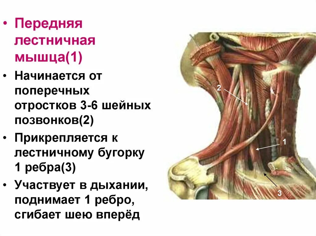 Передняя лестничная мышца шеи анатомия. Лестничные мышцы шеи анатомия функции. Задняя лестничная мышца шеи анатомия. Передние лестничные мышцы шеи анатомия.