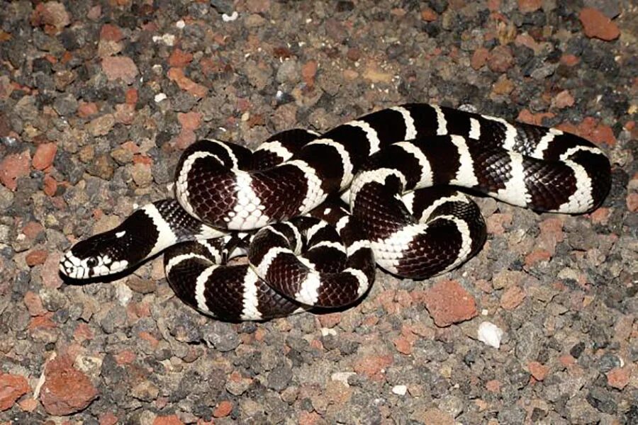 Змеи с полосками на спине. Lampropeltis getula californiae. Калифорнийская Королевская змея. (Lampropeltis getulus nitida). Змея Королевская Калифорнийская "High Yellow". Lampropeltis getula бежевая.