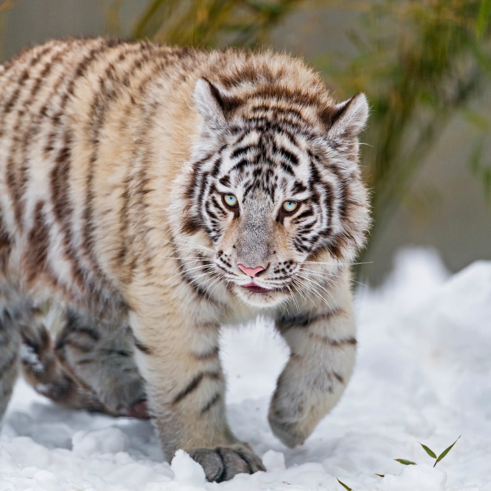 Тайгер 55. Тигр Тигренок Северный. Белый тигр. Тигр зимой. Крадущийся белый тигр.