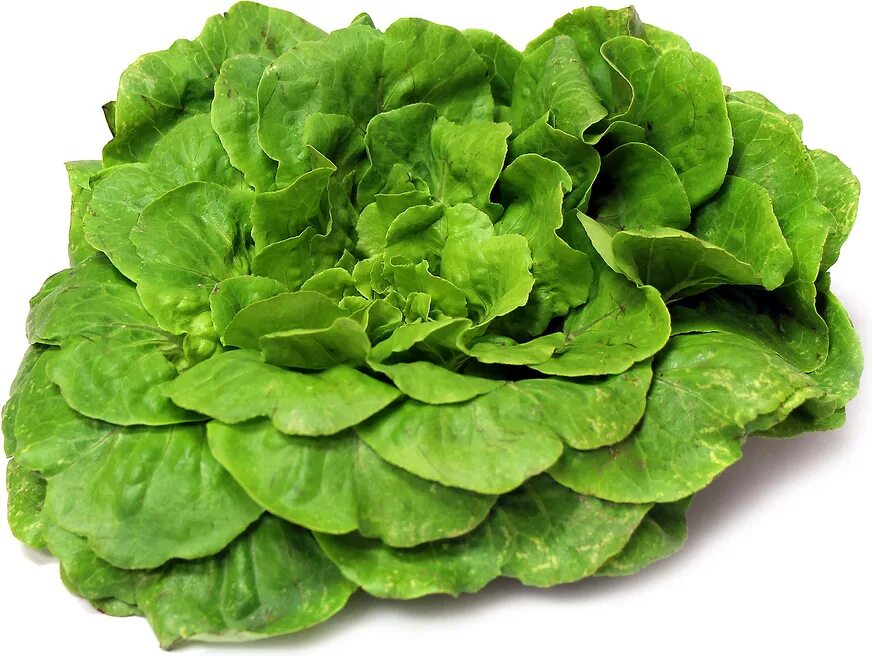 Салат саланова. Саланова Грин. Lettuce АРК. Мароль кудрявый Саланова.