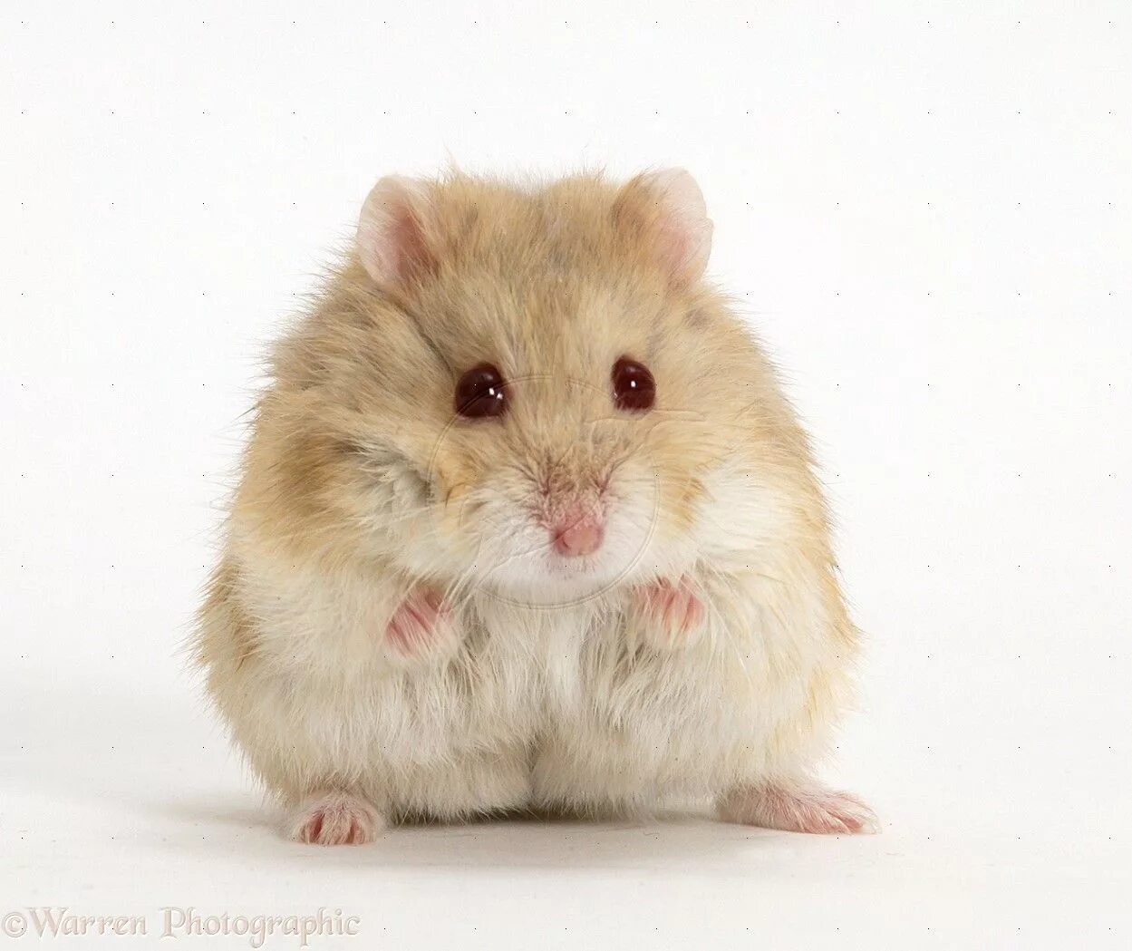 Sad hamster violin hamster. Хомяк джунгарский. Хомяк породы джунгарик. Сирийский хомяк и джунгарик. Карликовый хомяк джунгарский.