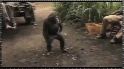 Обезьяна автомат видео