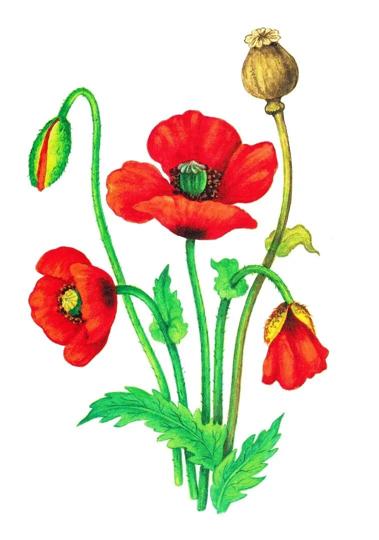 Полевые маки. Мак на прозрачном фоне. Мак papaver. Цветы маки для детей. Мак для детей.