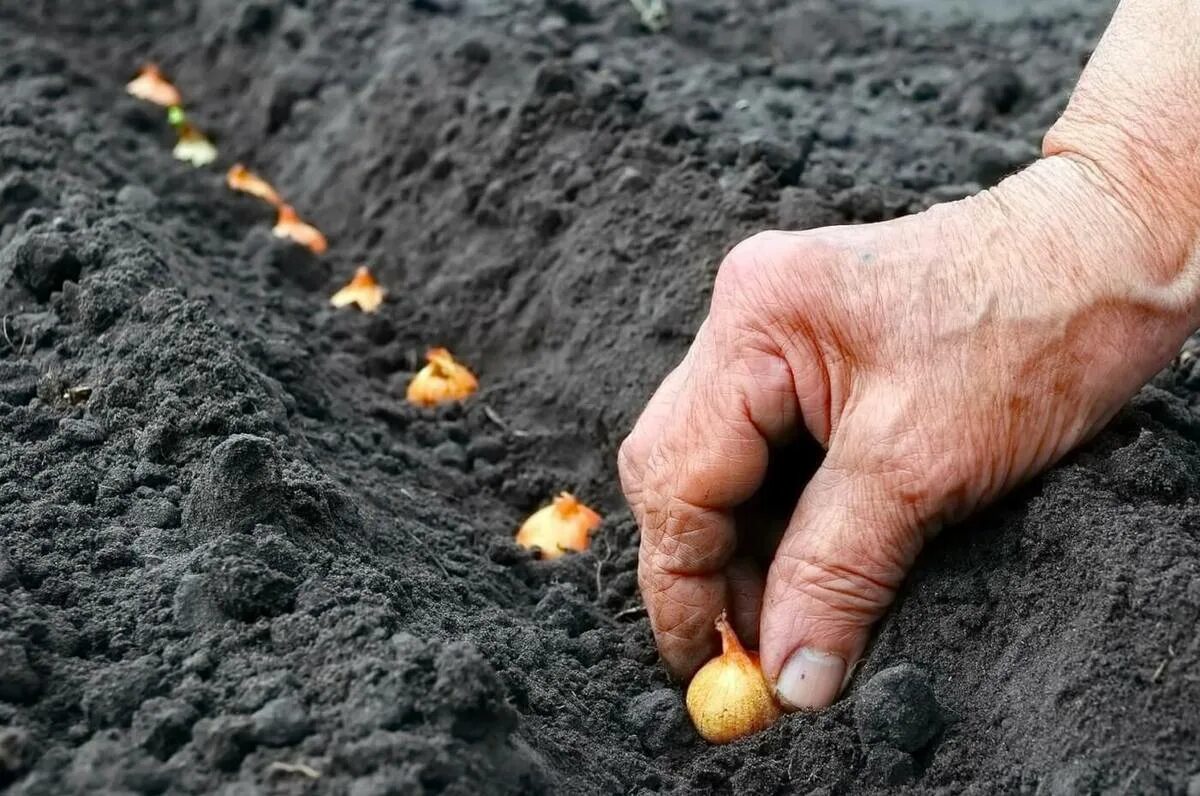 Лук севок посадка. Лук посадка весной в открытый.