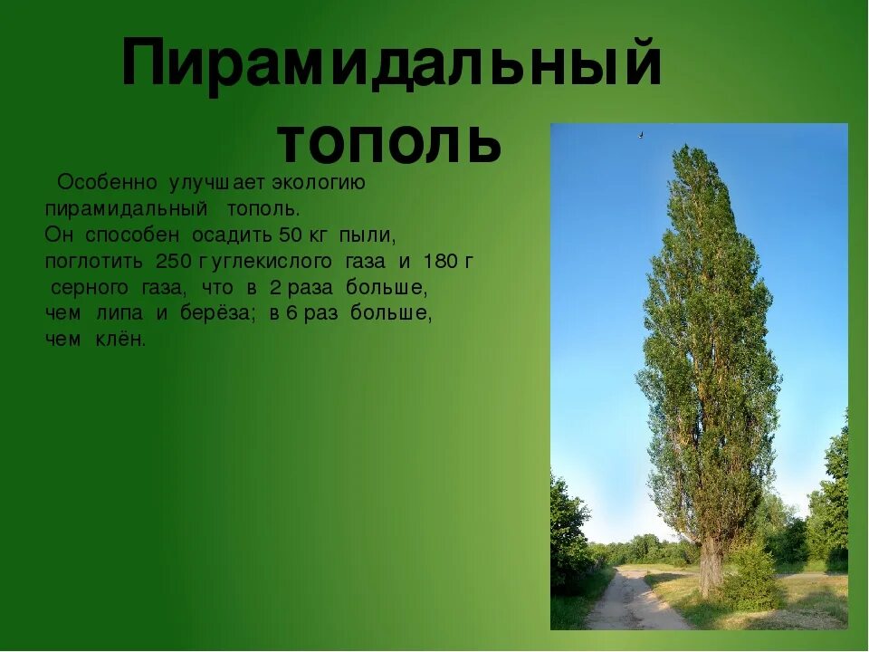 Тополь значение. Тополь пирамидальный дерево. тополь пирамидальный крона. тополь кипарисовидный. тополь башкирский пирамидальный.