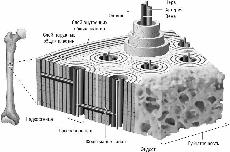 Костная ткань Остеон. Остеон гистология. Строение остеона костная ткань. Строение остеона анатомия. Пластинчатый слой