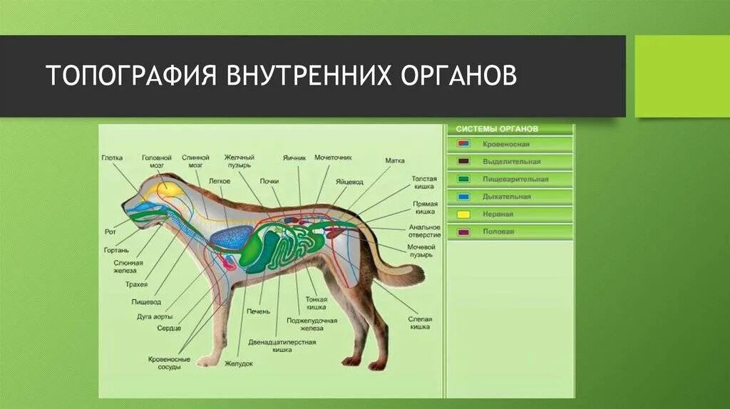 Внутреннее строение органов животных. Анатомия и топография органов собаки. Внутренне строение органов собаки. Внутреннее строение собаки пищеварительная система. Анатомия собаки внутренние органы иаька.