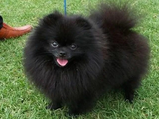Как выглядит черный шпиц A couple of Black German Spitz (Black Pomeranians). Last sunshine in Autumn... B