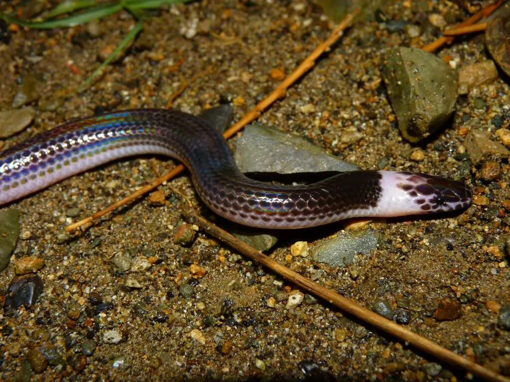 Змейка 9. Лучистая змея Xenopeltis Unicolor. Xenopeltis hainanensis. Лучистая змея Xenopeltis Unicolor ядовитая или нет. Xenopeltis hainanensis различия.