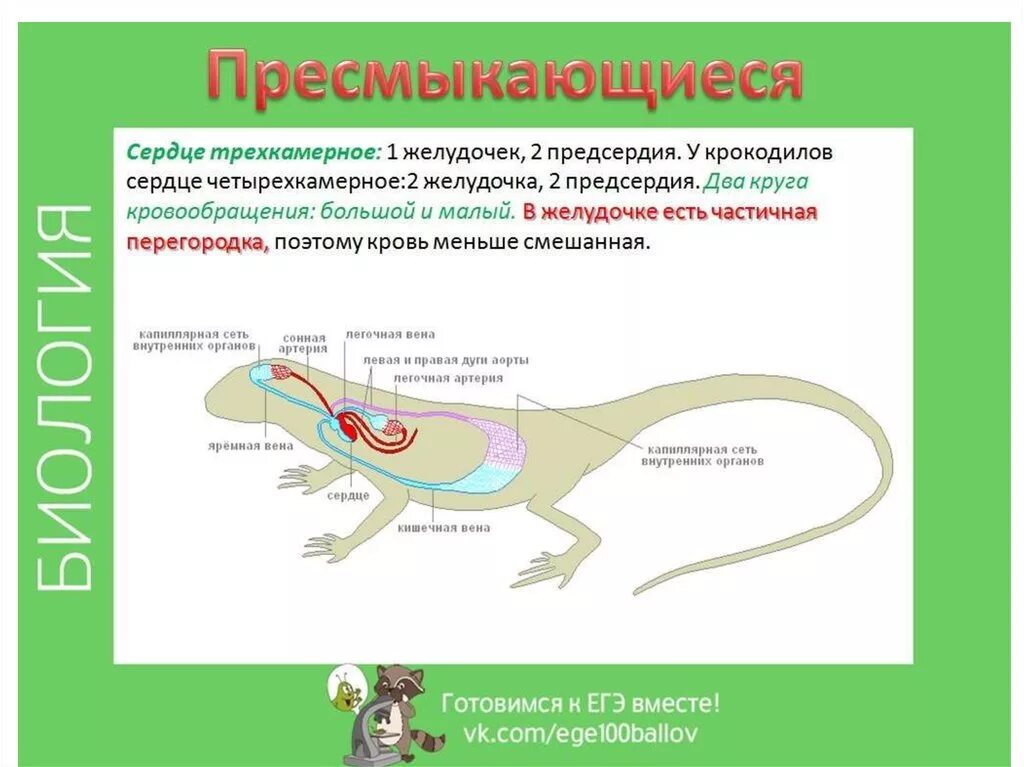 Ароморфозы кровеносной системы животных. Сердце пресмыкающихся. Кровеносная система рептилий. Трехкамерное сердце пресмыкающихся.