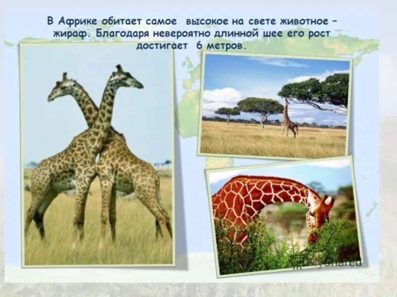 Животные африки 2 класс. Африка презентация. Проект Африка. Проект по Африке. Жирафы в Африке информация.