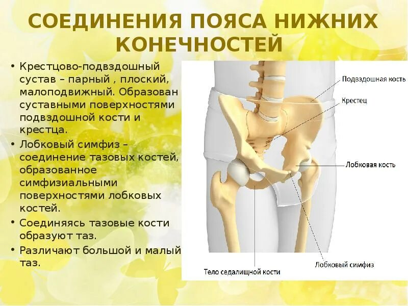Между суставами