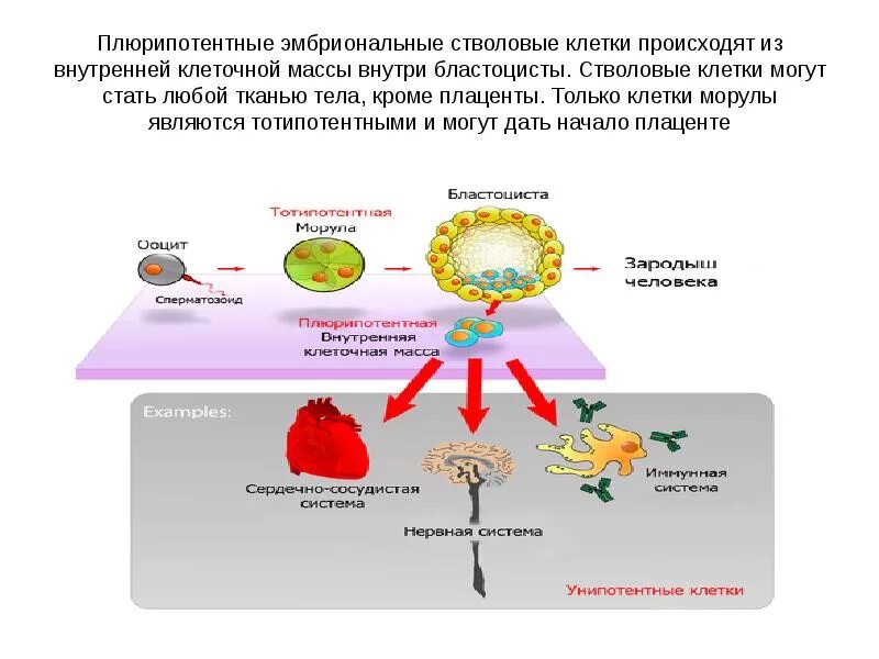 Плюрипотентные стволовые клетки. Стволовые клетки в биотехнологии. Схема стволовых клеток.