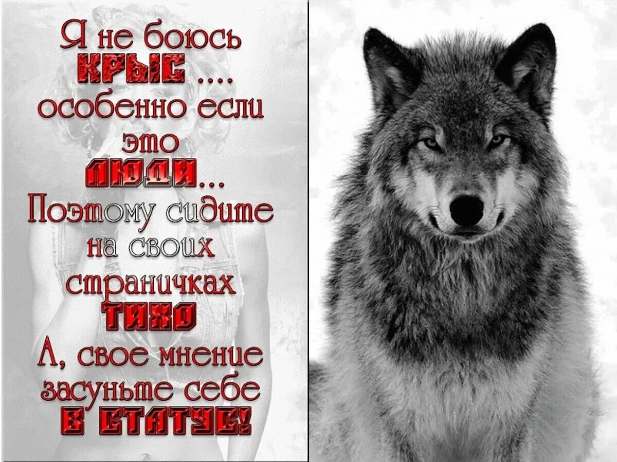 Про жизнь волков. Цитаты волка. Красивые статусы про Волков. Красивые цитаты с волками. Волк с надписью.
