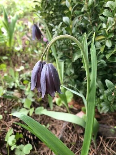 Рябчик кавказский занесен в красную книгу. Рябчик кавказский. fritillaria caucasica. цветок кавказский рябчик. рябчик лисьеягодный.