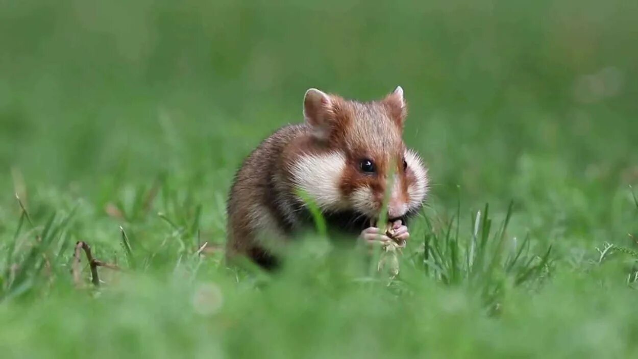 Степной хомяк карбыш. Хомячок карбыш. Cricetus Cricetus хомяк. Полевой хомяк карбыш. Хомяков на поле