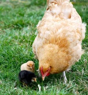 Chicken hen