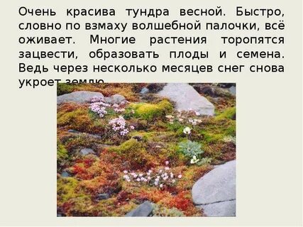 Русский язык впр в тундре