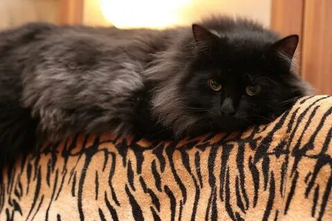Черный сибирский кот