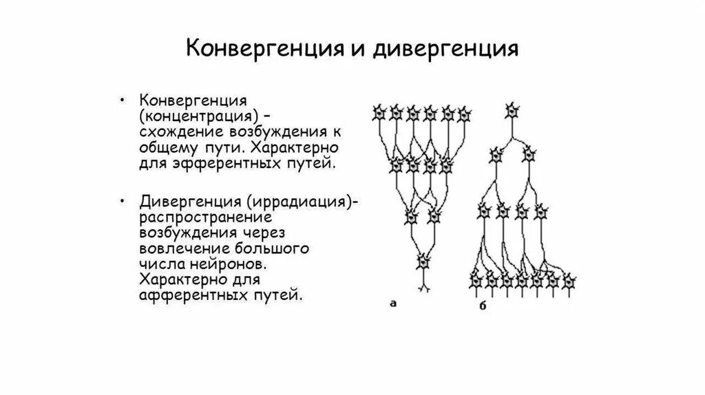 Принцип конвергенции в ЦНС. Схема конвергенции в ЦНС. Конвергенция и дивергенция физиология. Схема дивергенции физиология. Дивергентный путь