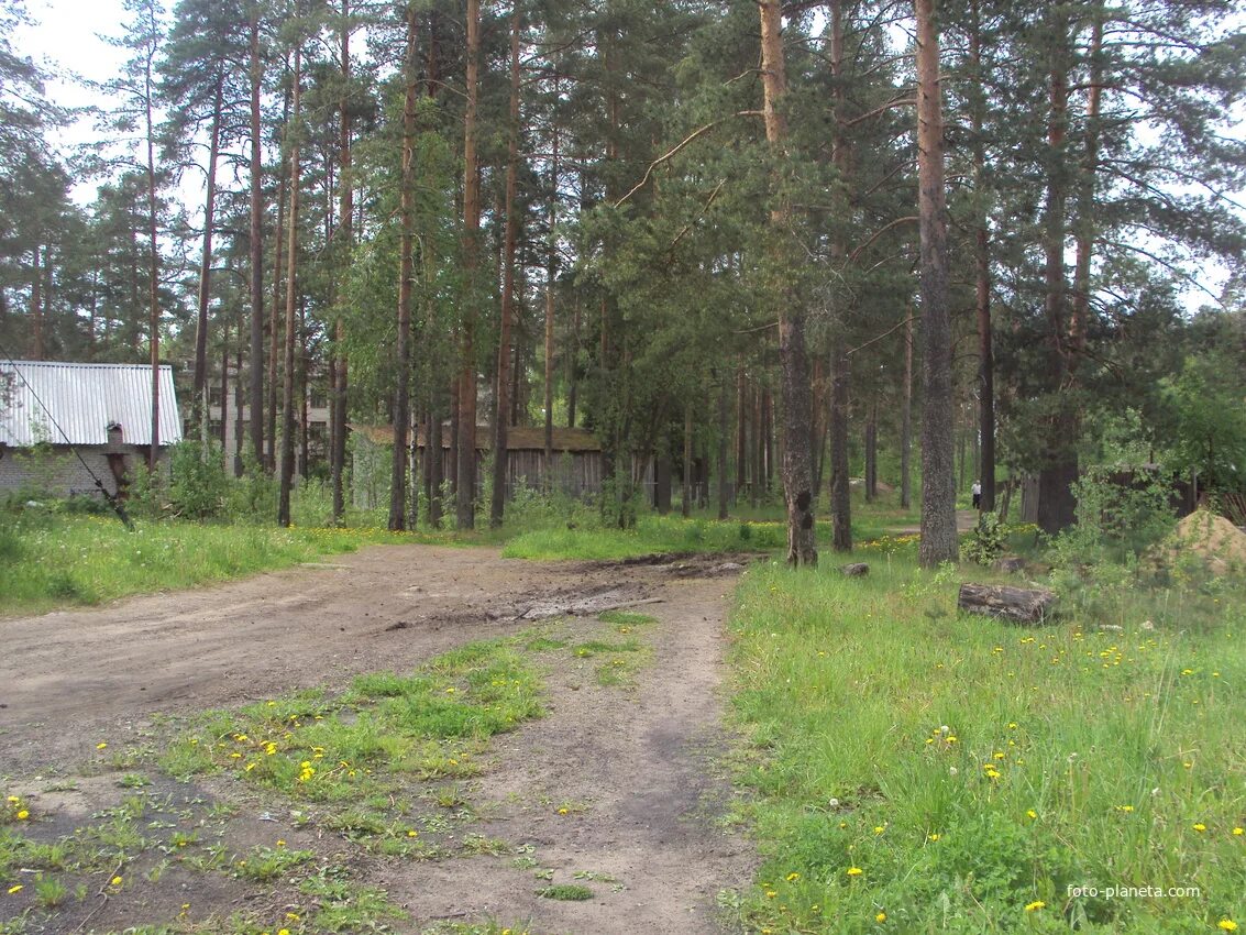 Пвр царицыно озеро. Царицыно озеро Тихвинский район. Пансионат Царицыно озеро Тихвин. Поселок Царицыно озеро Тихвинский район. Ленинградская область Тихвинский район Царицыно озеро.