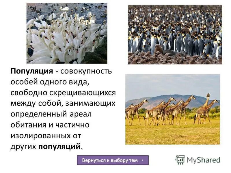 Совместно обитающие популяции различных организмов это. Популяция это в биологии определение. Биоценоз. Совокупность популяций животных. Сообщество биоценоз.