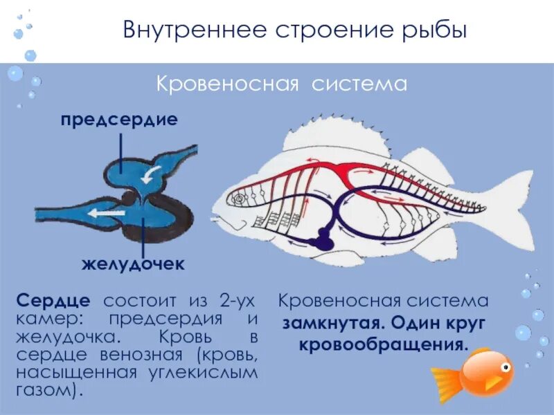 Сердце рыб состоит из камер. Кровеносная система рыб сердце. Кровеносная система у рыб система у рыбы. Строение сердца и круги кровообращения рыб. Кровообращение строение сердца у рыб.