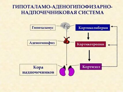 Гормоны гипофиза и надпочечников