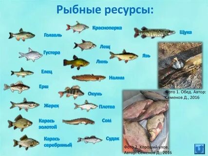 Какие моря богаты рыбой