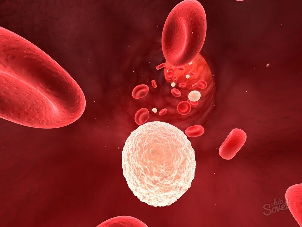 Лейкоциты это белые кровяные клетки. Кровяные тельца лейкоциты. Лейкопения тромбоцитопения агранулоцитоз. Лейкоциты белые кровяные тельца. 4 лейкоцитоз