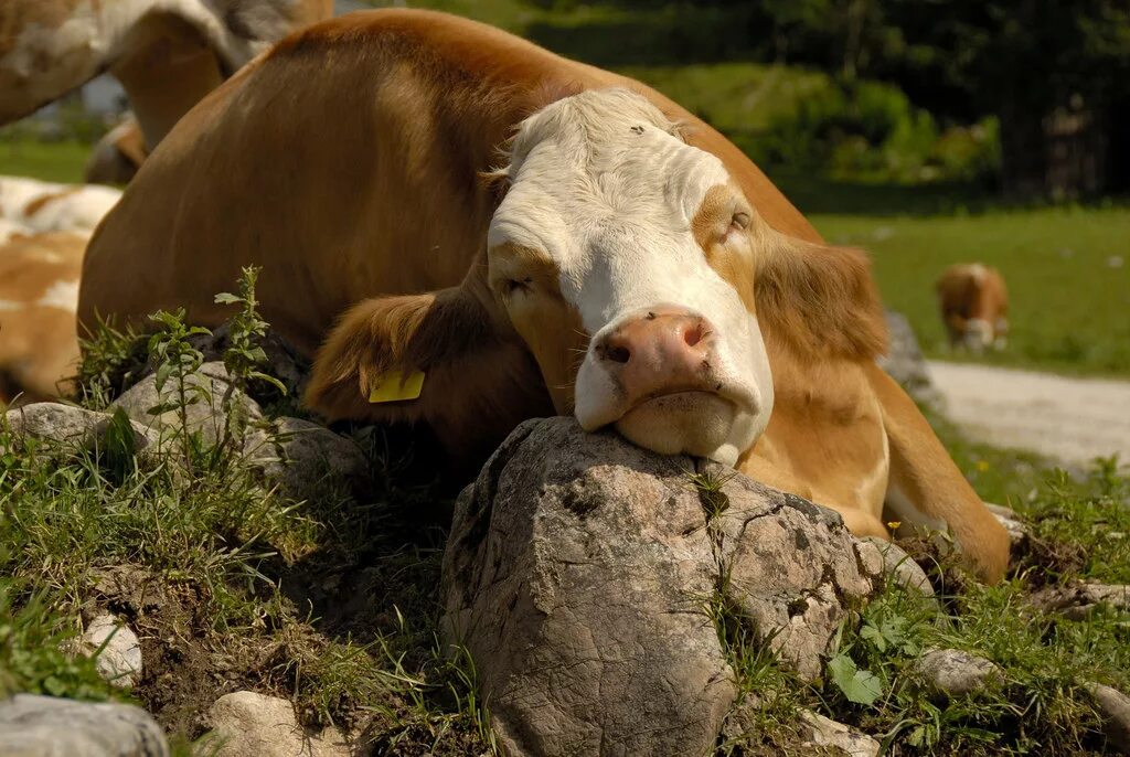 Сон коровка. Спящие коровы. Спящий теленок.