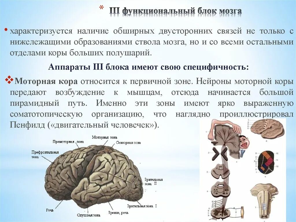 Нарушения блоков мозга. Лурия второй функциональный блок головного мозга. 3 Функциональных блока мозга по Лурия. Блоки головного мозга по а. р. Лурия. Функциональные блоки головного мозга по а.р Лурия.