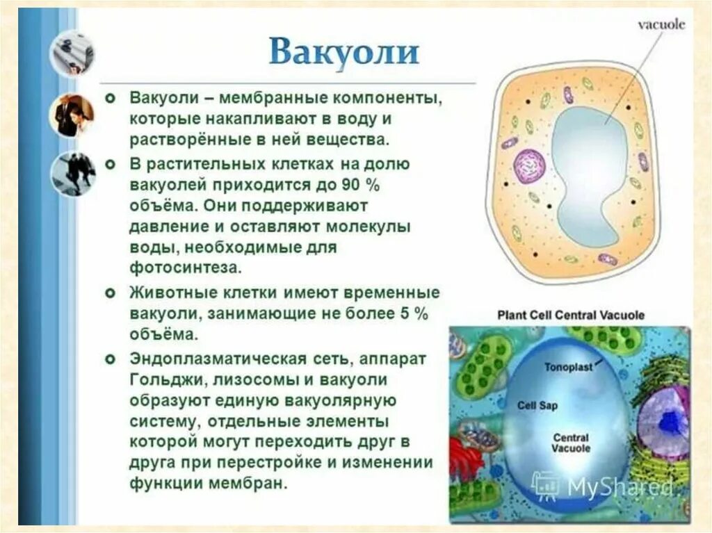 Вакуоли строение и функции таблица. Вакуоли в клетках растений. вакуоль растительной клетки характеристика. функции вакуоли в растительной клетке. вакуоли растительной клетки строение и функции.