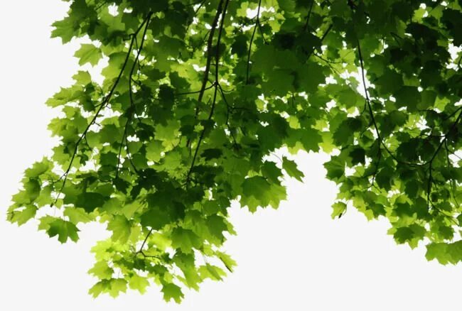 Classic green leaf PNG Image Green aesthetic, Leaf images, Png aesthetic
