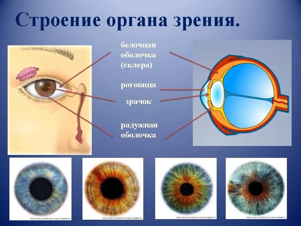Что такое зрачок каковы его функции 8
