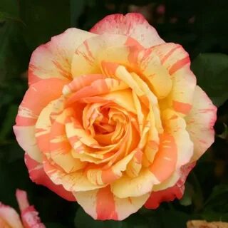 Marvel rose