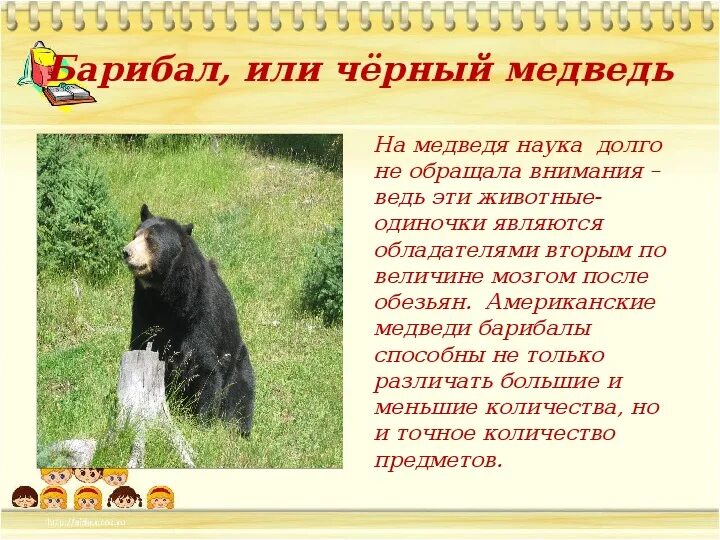Черный медведь описание. Виды медведей Барибал. Барибал сообщение. Барибал чем питается. Описание медведя по плану