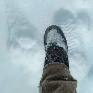 Дам по следам